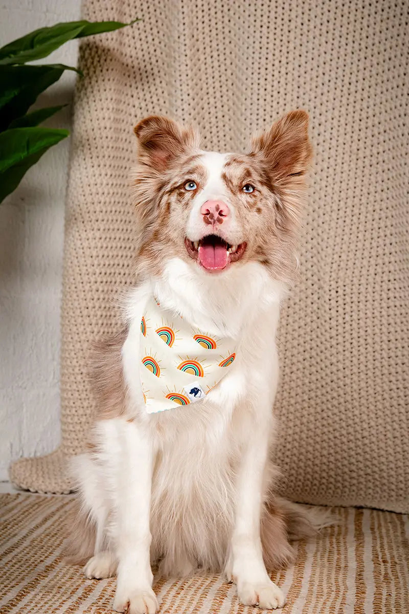 Sunny Side Dog Bandana by Dog Bandana Co., pet accessory detail photo 8