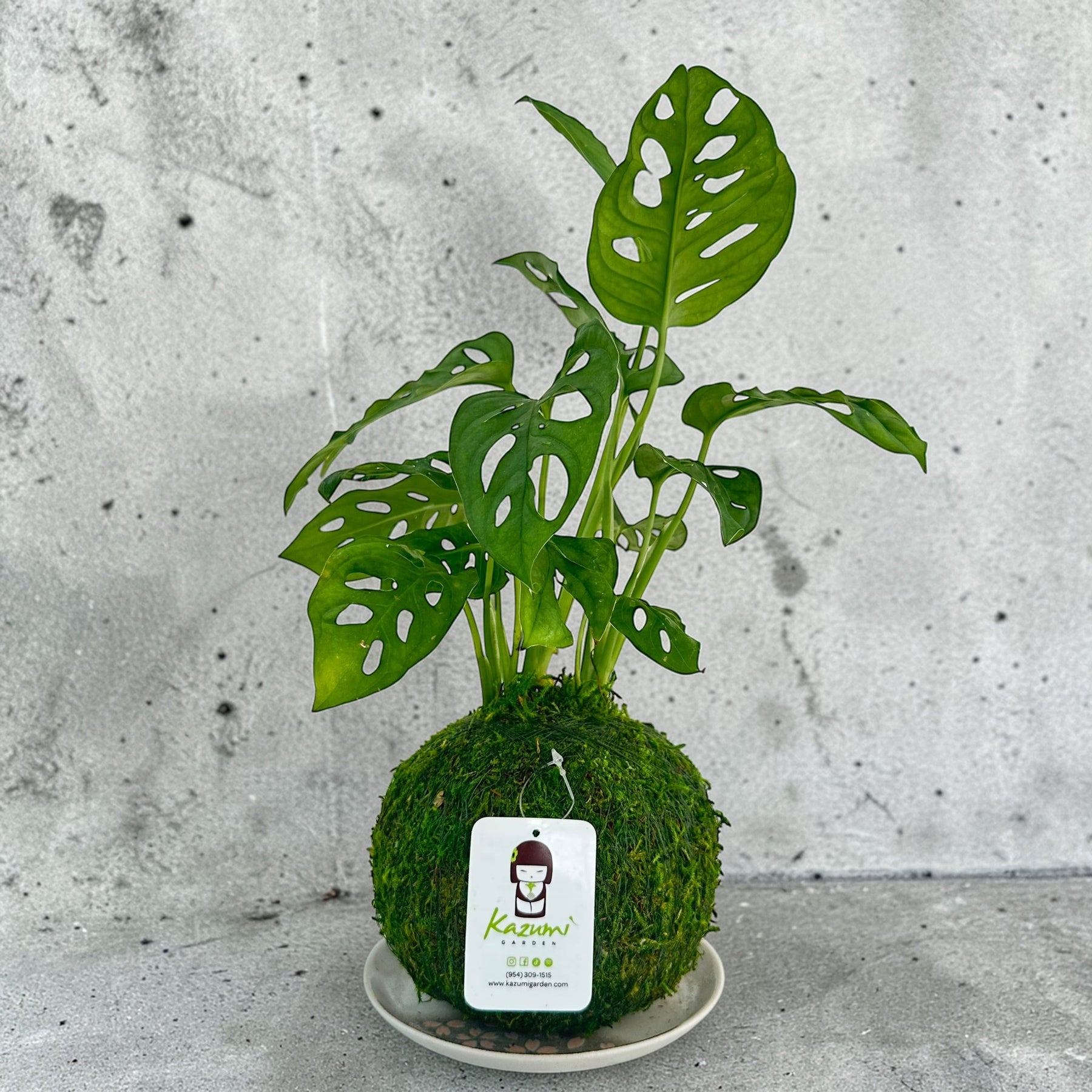 Monstera Swiss Cheese | Moss Ball Kokedama detail view by Kazumi Garden