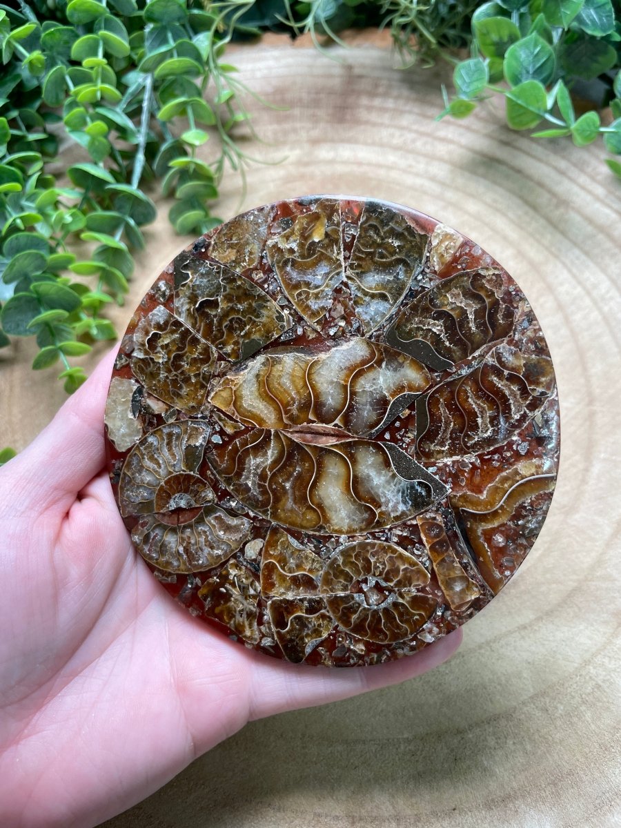 Ammonite Fossil and Resin Plate by Copper Ashes
