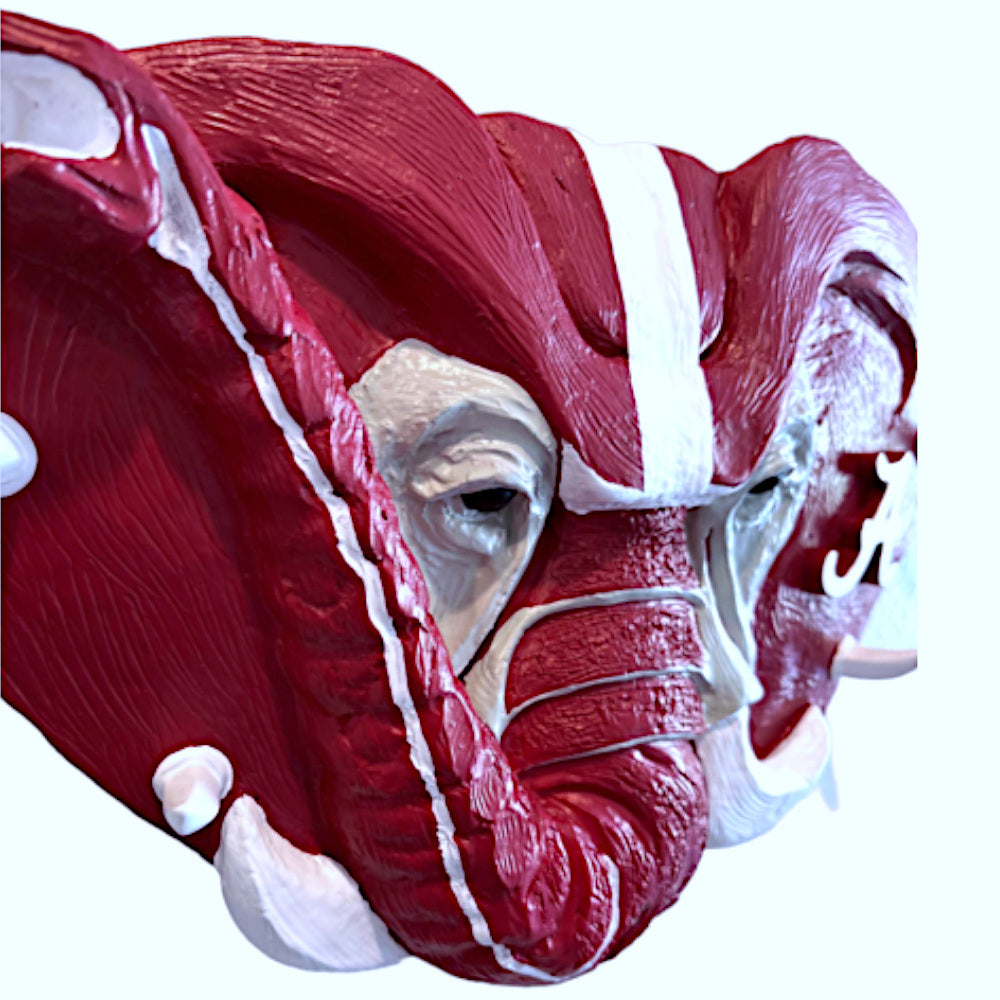 Alabama Crimson Tide Tusk Hook Rack alternate view 8
