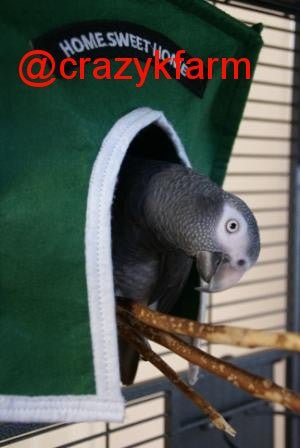 Avian Haven Hut for Pet Birds by Crazy K Farm, product photo 5 of 13