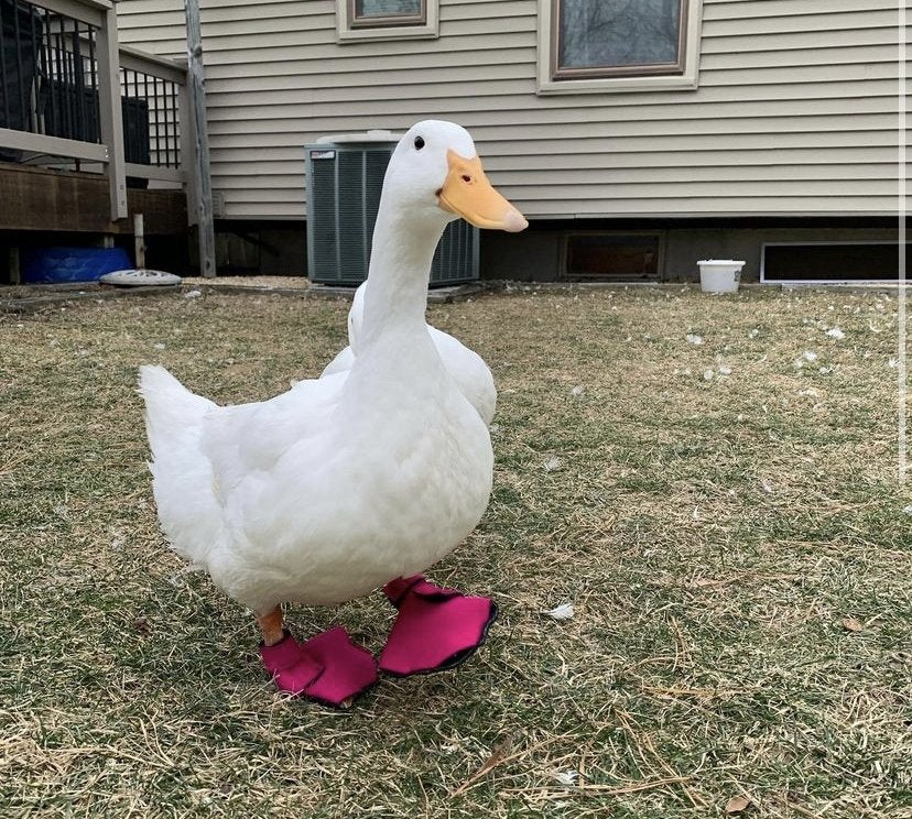 Birdy Bootie Poultry Shoes by Crazy K Farm, product photo 12 of 116
