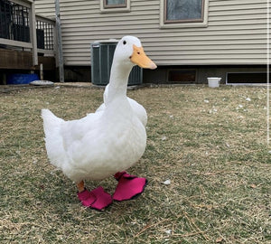 Birdy Bootie Poultry Shoes by Crazy K Farm, product photo 12 of 116