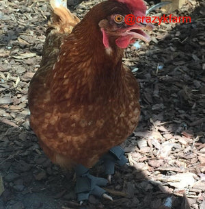 Birdy Bootie Poultry Shoes by Crazy K Farm, product photo 8 of 116