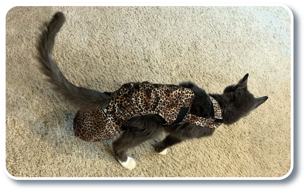 Diapurr Reusable Cat Diaper by Crazy K Farm, product photo 4 of 15