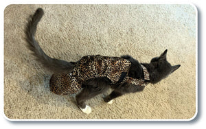 Diapurr Reusable Cat Diaper by Crazy K Farm, product photo 4 of 15
