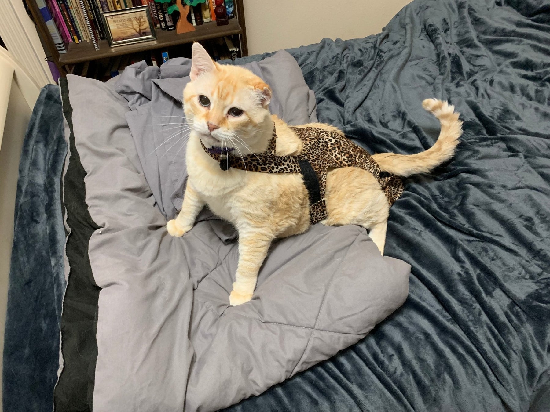Diapurr Reusable Cat Diaper by Crazy K Farm, product photo 5 of 15