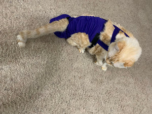 Diapurr Reusable Cat Diaper by Crazy K Farm, product photo 13 of 15