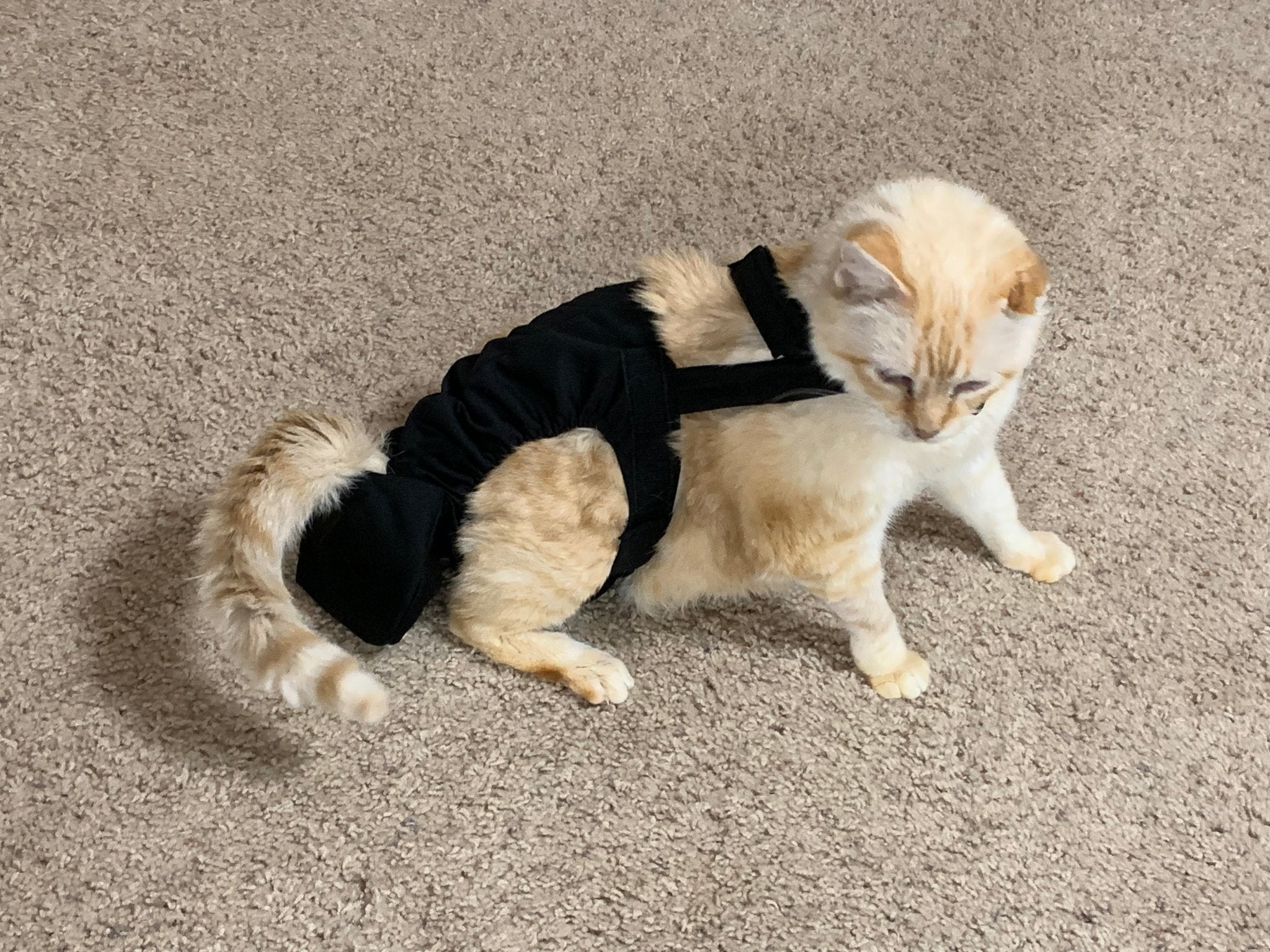 Diapurr Reusable Cat Diaper by Crazy K Farm, product photo 1 of 15
