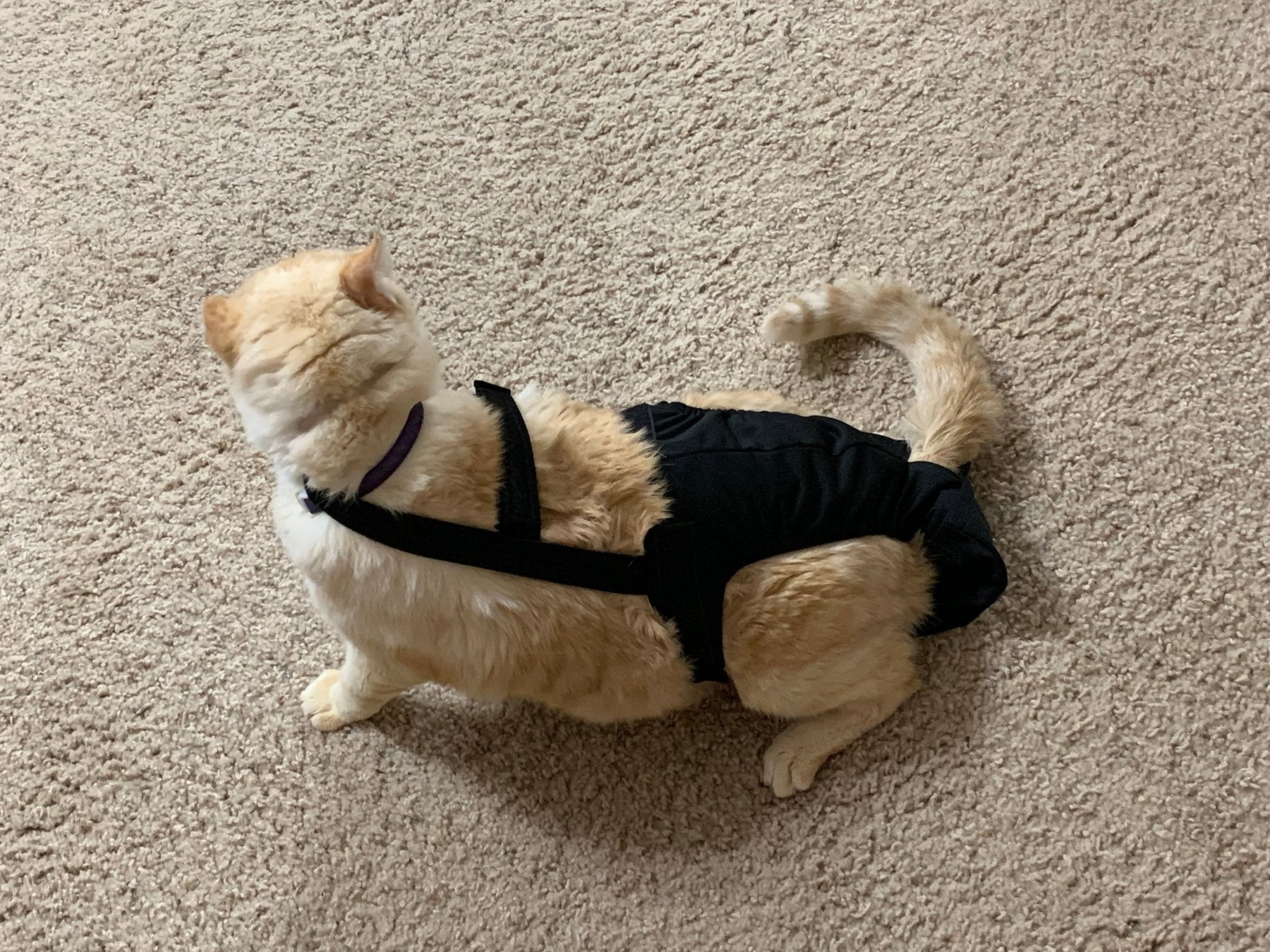 Diapurr Reusable Cat Diaper by Crazy K Farm, product photo 15 of 15