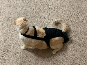 Diapurr Reusable Cat Diaper by Crazy K Farm, product photo 15 of 15
