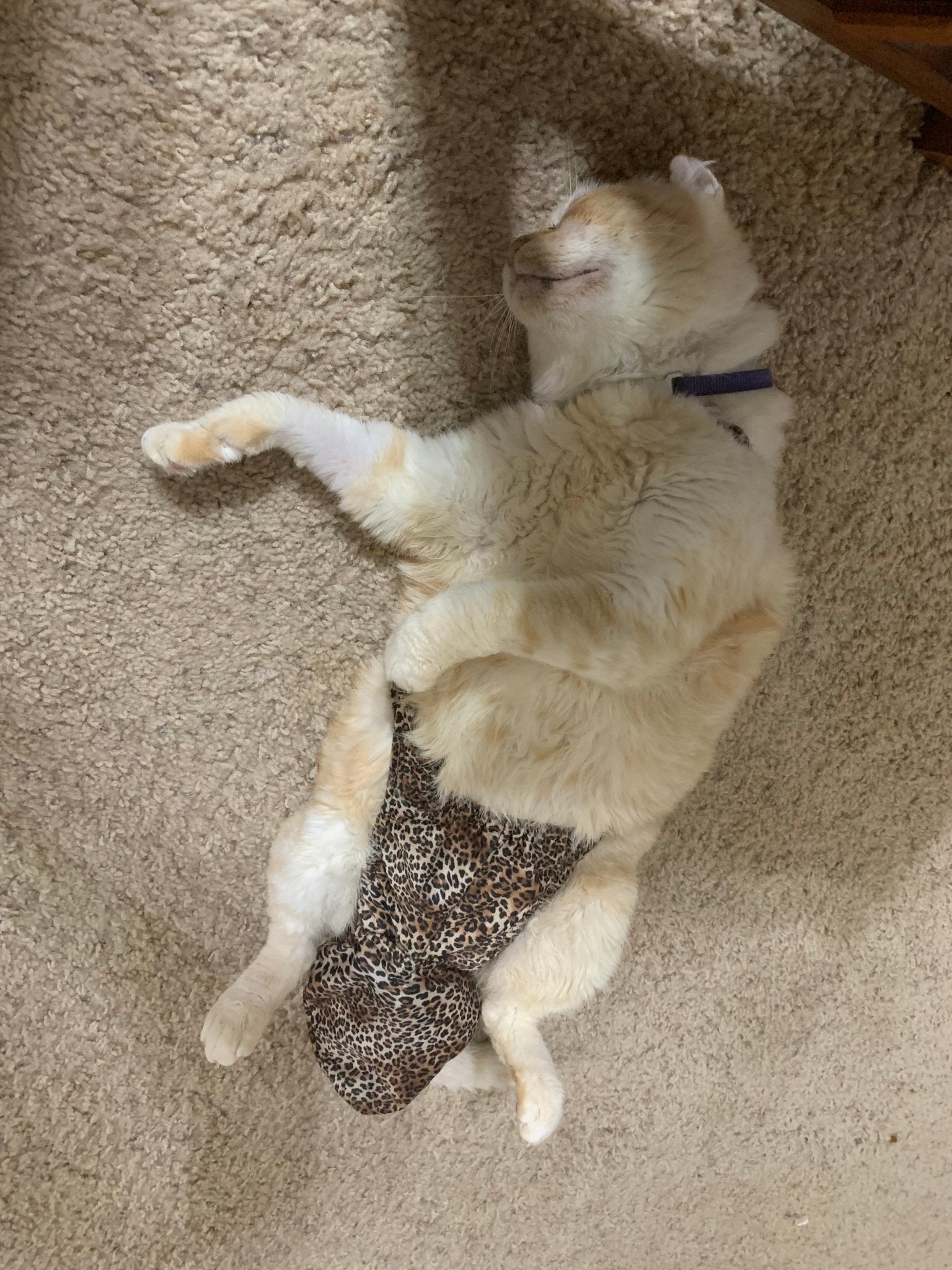 Diapurr Reusable Cat Diaper by Crazy K Farm, product photo 11 of 15