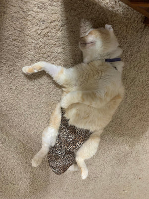 Diapurr Reusable Cat Diaper by Crazy K Farm, product photo 11 of 15