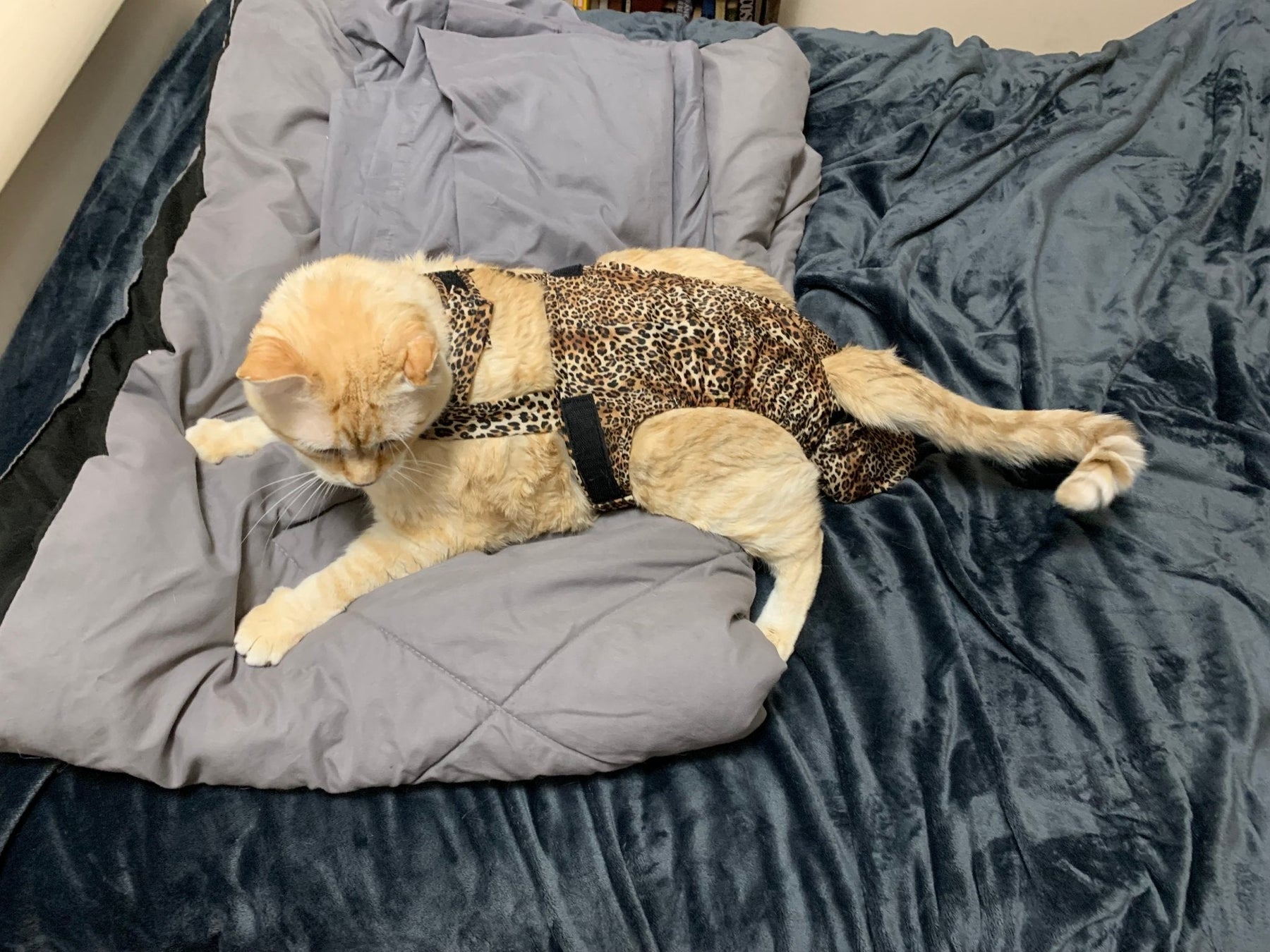 Diapurr Reusable Cat Diaper by Crazy K Farm, product photo 9 of 15