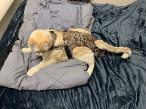 Diapurr Reusable Cat Diaper by Crazy K Farm, product photo 9 of 15