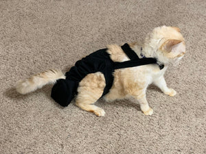 Diapurr Reusable Cat Diaper by Crazy K Farm, product photo 14 of 15