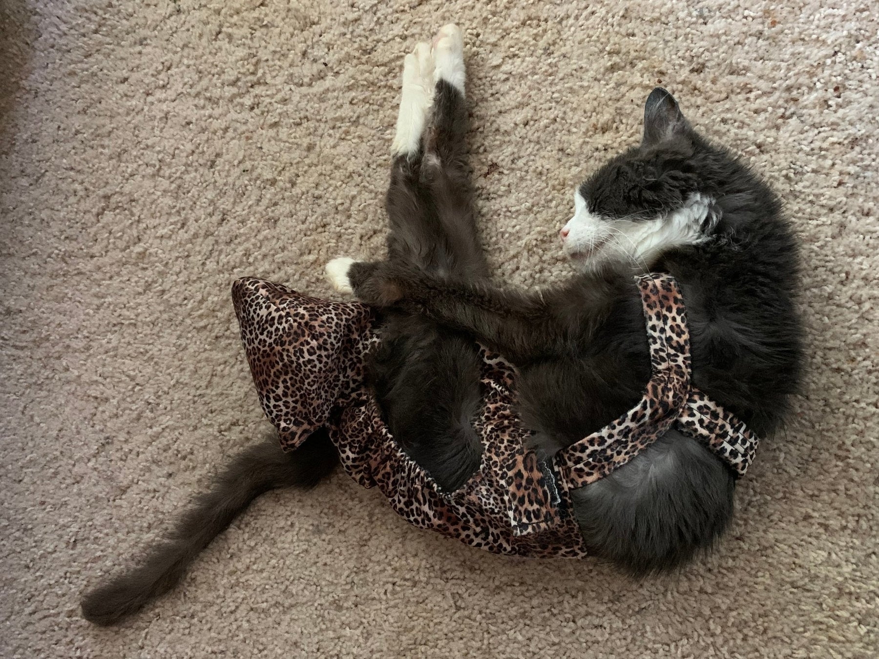 Diapurr Reusable Cat Diaper by Crazy K Farm, product photo 10 of 15