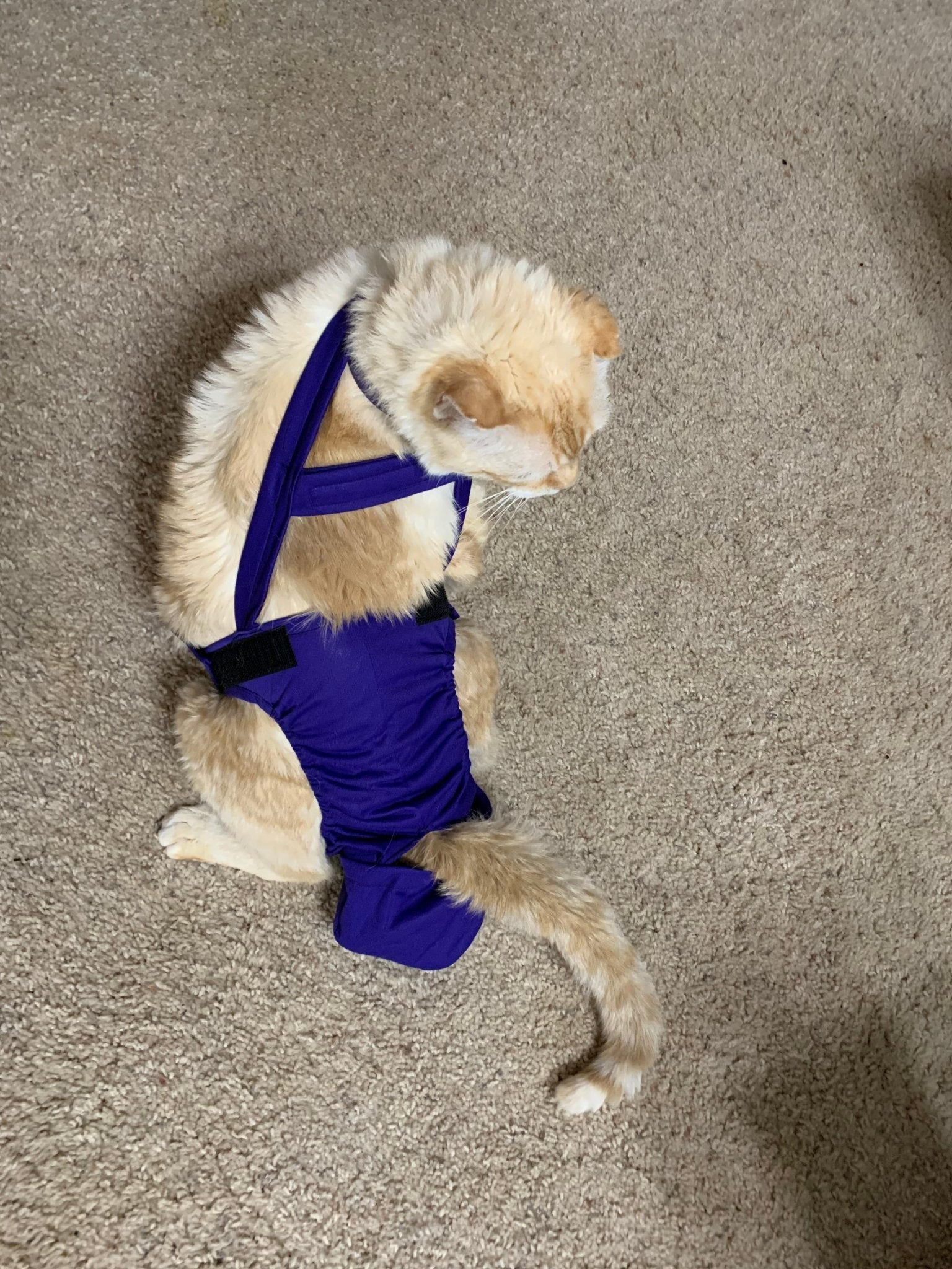 Diapurr Reusable Cat Diaper by Crazy K Farm, product photo 12 of 15