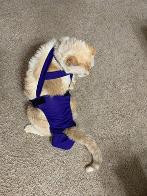 Diapurr Reusable Cat Diaper by Crazy K Farm, product photo 12 of 15