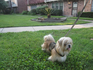 Doggy Holster Small Dog Harness by Crazy K Farm, product photo 3 of 14