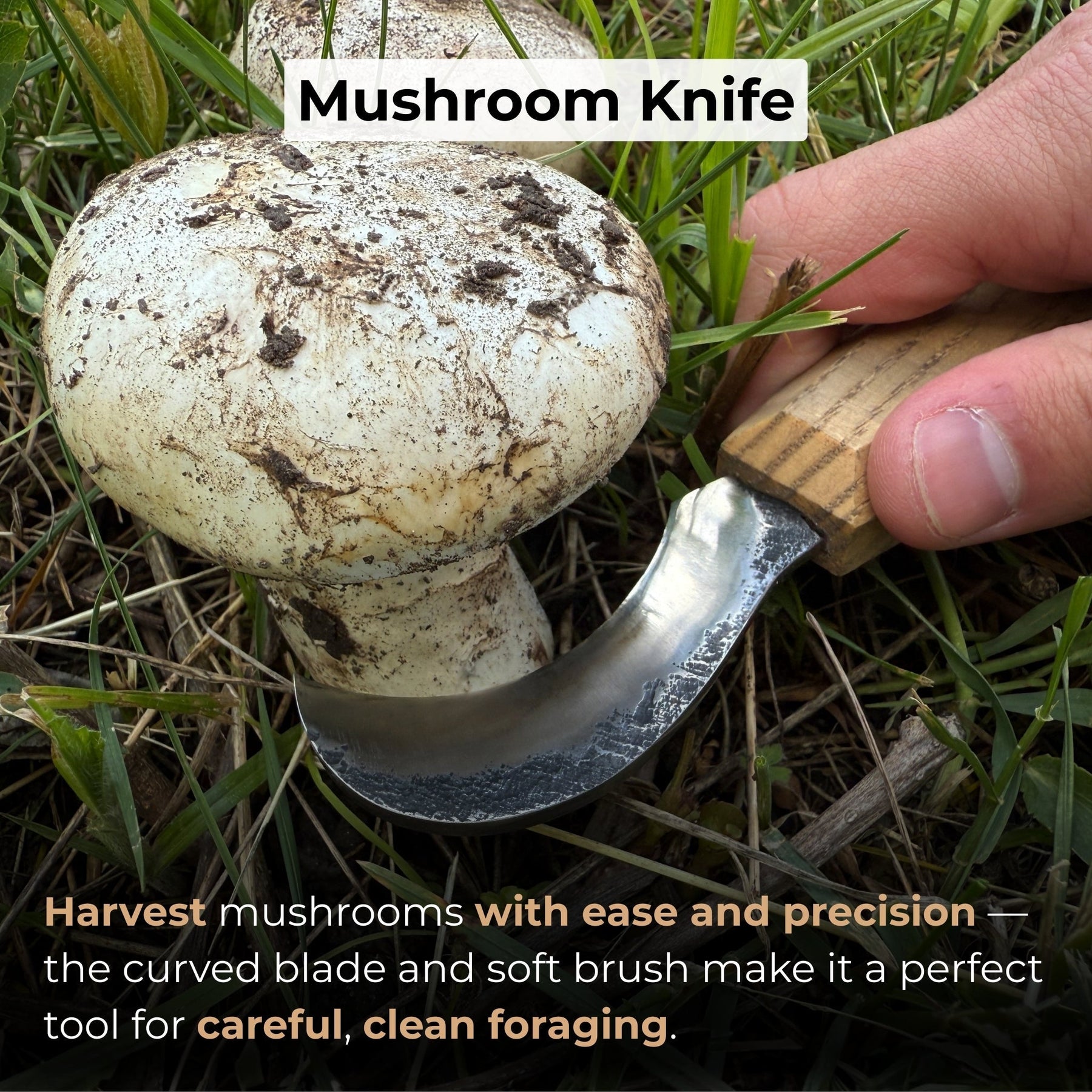 Forged Mushroom Knife with Brush, 6.5 cm (2.56 inches) detail view by Sharky Forged Steel Tools