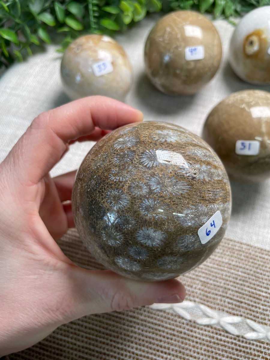 Fossilized Coral Sphere detail view by Copper Ashes