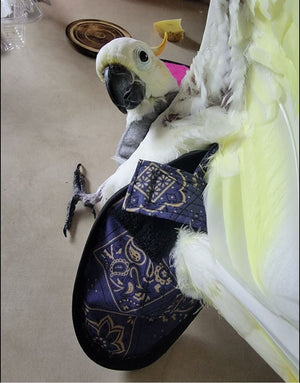 Hen Holster Bird Diaper with Removable Liner by Crazy K Farm, product photo 3 of 160