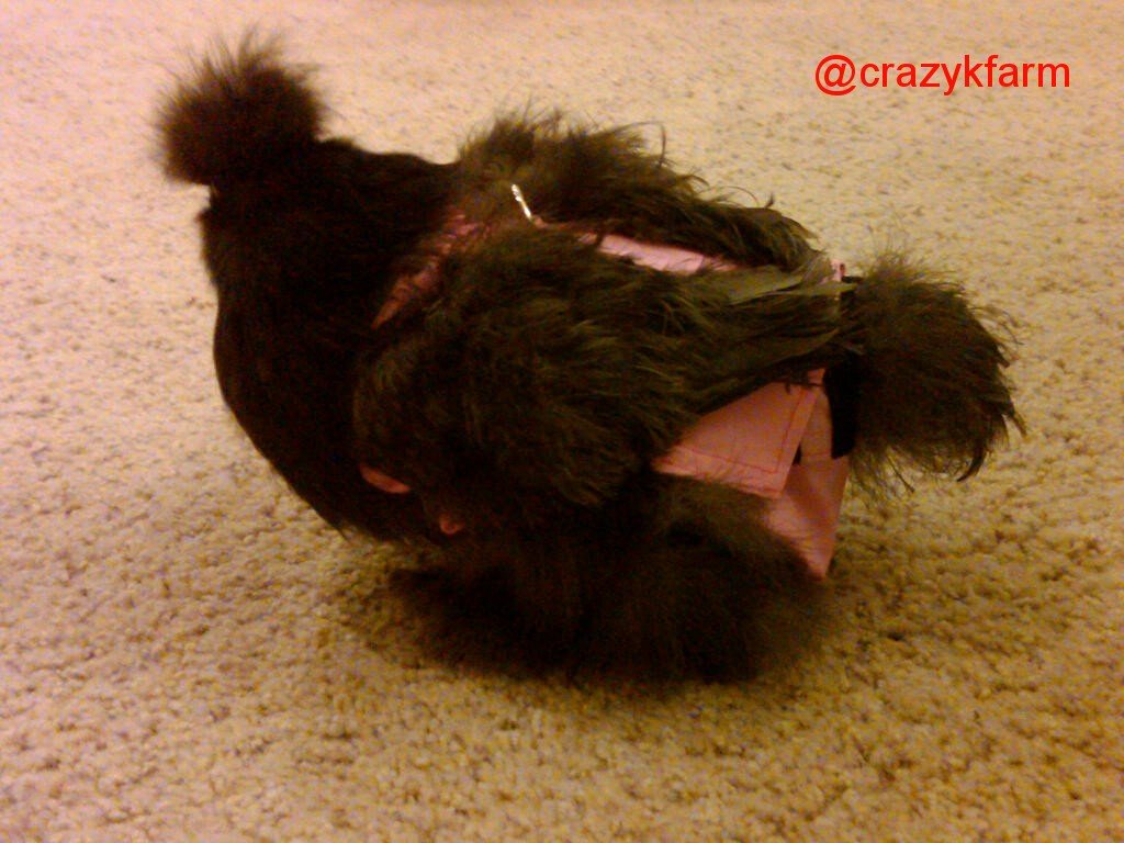 Hen Holster Bird Diaper with Sewn In Liner by Crazy K Farm, product photo 7 of 52