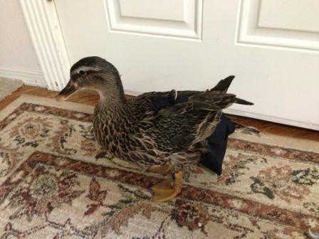 Hen Holster Bird Diaper with Removable Liner by Crazy K Farm, product photo 6 of 160