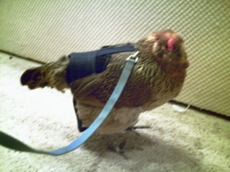 Hen Holster Bird Diaper with Removable Liner by Crazy K Farm, product photo 16 of 160