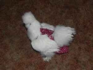 Hen Holster Bird Diaper with Removable Liner by Crazy K Farm, product photo 14 of 160