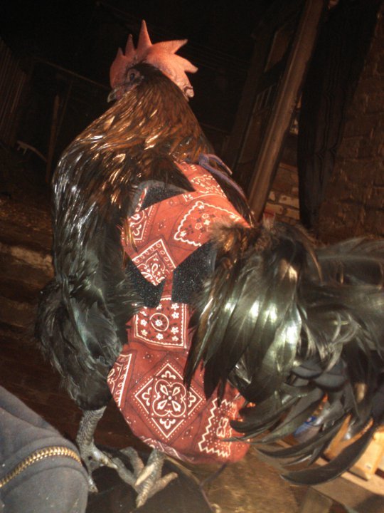Hen Holster Bird Diaper with Removable Liner by Crazy K Farm, product photo 1 of 160