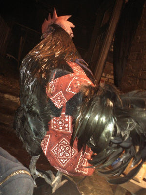 Hen Holster Bird Diaper with Removable Liner by Crazy K Farm, product photo 1 of 160