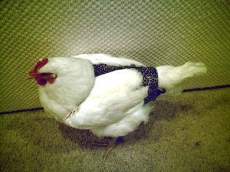 Hen Holster Bird Diaper with Removable Liner by Crazy K Farm, product photo 10 of 160