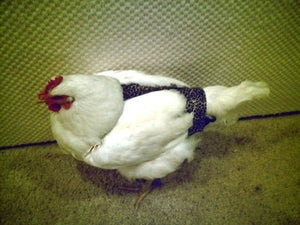 Hen Holster Bird Diaper with Removable Liner by Crazy K Farm, product photo 10 of 160