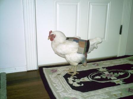 Hen Holster Bird Diaper with Removable Liner by Crazy K Farm, product photo 17 of 160