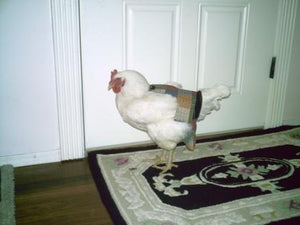 Hen Holster Bird Diaper with Removable Liner by Crazy K Farm, product photo 17 of 160