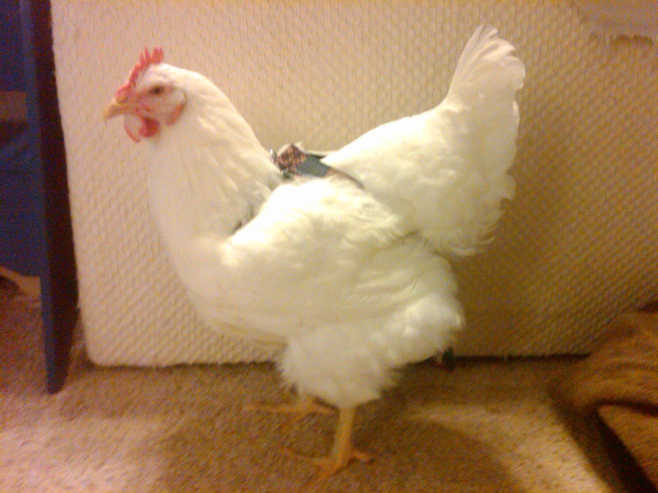 Hen Holster Bird Diaper with Removable Liner by Crazy K Farm, product photo 12 of 160