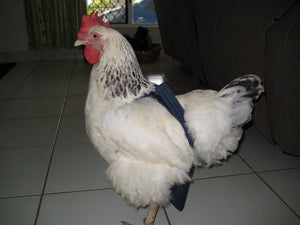 Hen Holster Bird Diaper with Removable Liner by Crazy K Farm, product photo 20 of 160