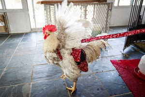 Hen Holster Bird Diaper with Removable Liner by Crazy K Farm, product photo 5 of 160