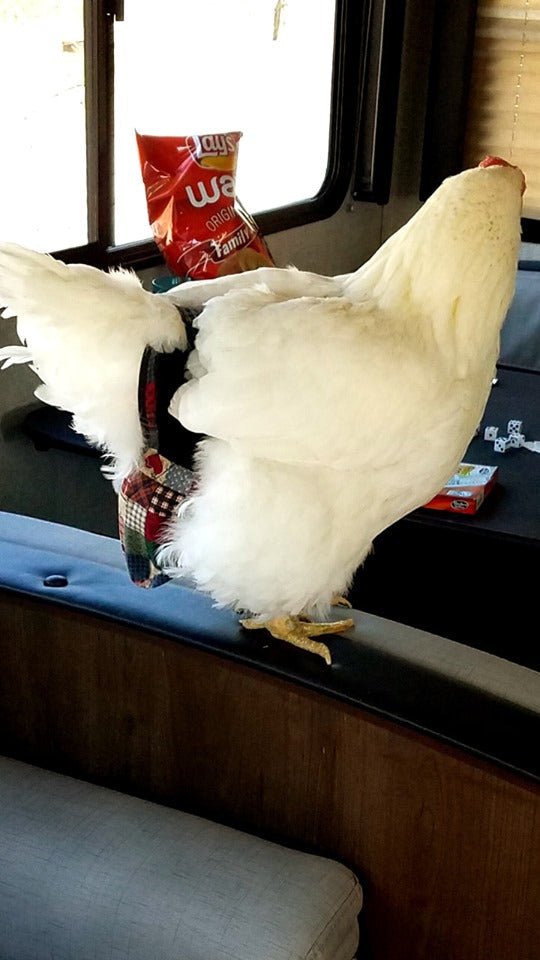 Hen Holster Bird Diaper with Removable Liner by Crazy K Farm, product photo 19 of 160