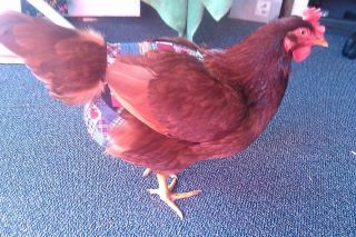 Hen Holster Bird Diaper with Removable Liner by Crazy K Farm, product photo 15 of 160