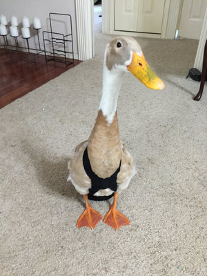 Hen Holster Duck and Goose Diaper by Crazy K Farm, product photo 4 of 36