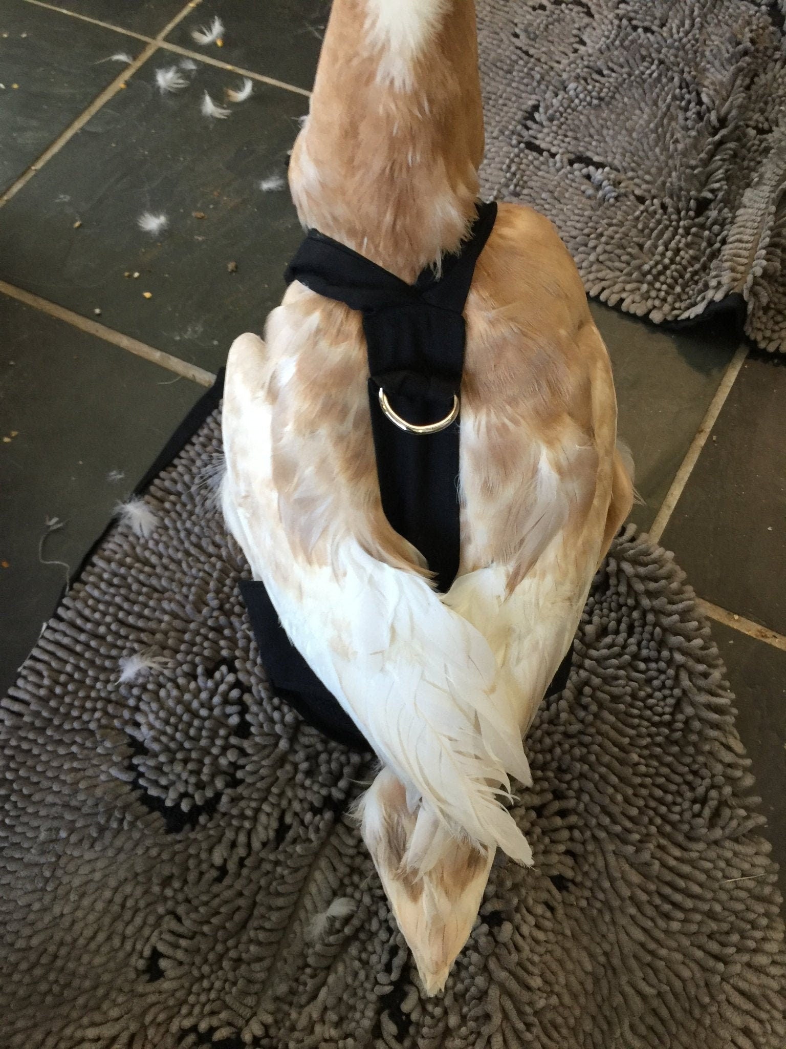 Hen Holster Duck and Goose Diaper by Crazy K Farm, product photo 1 of 36