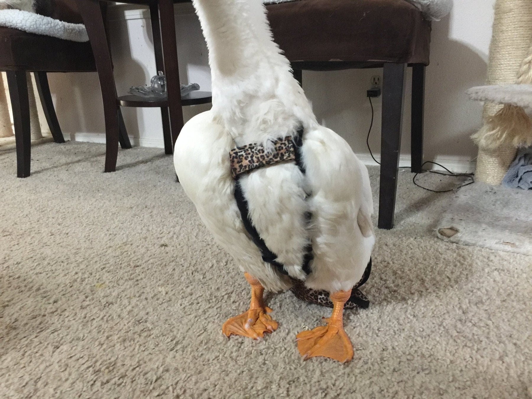 Hen Holster Duck and Goose Diaper by Crazy K Farm, product photo 5 of 36