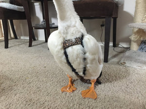 Hen Holster Duck and Goose Diaper by Crazy K Farm, product photo 5 of 36