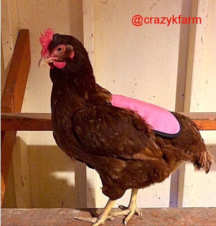 Texas Pet Products