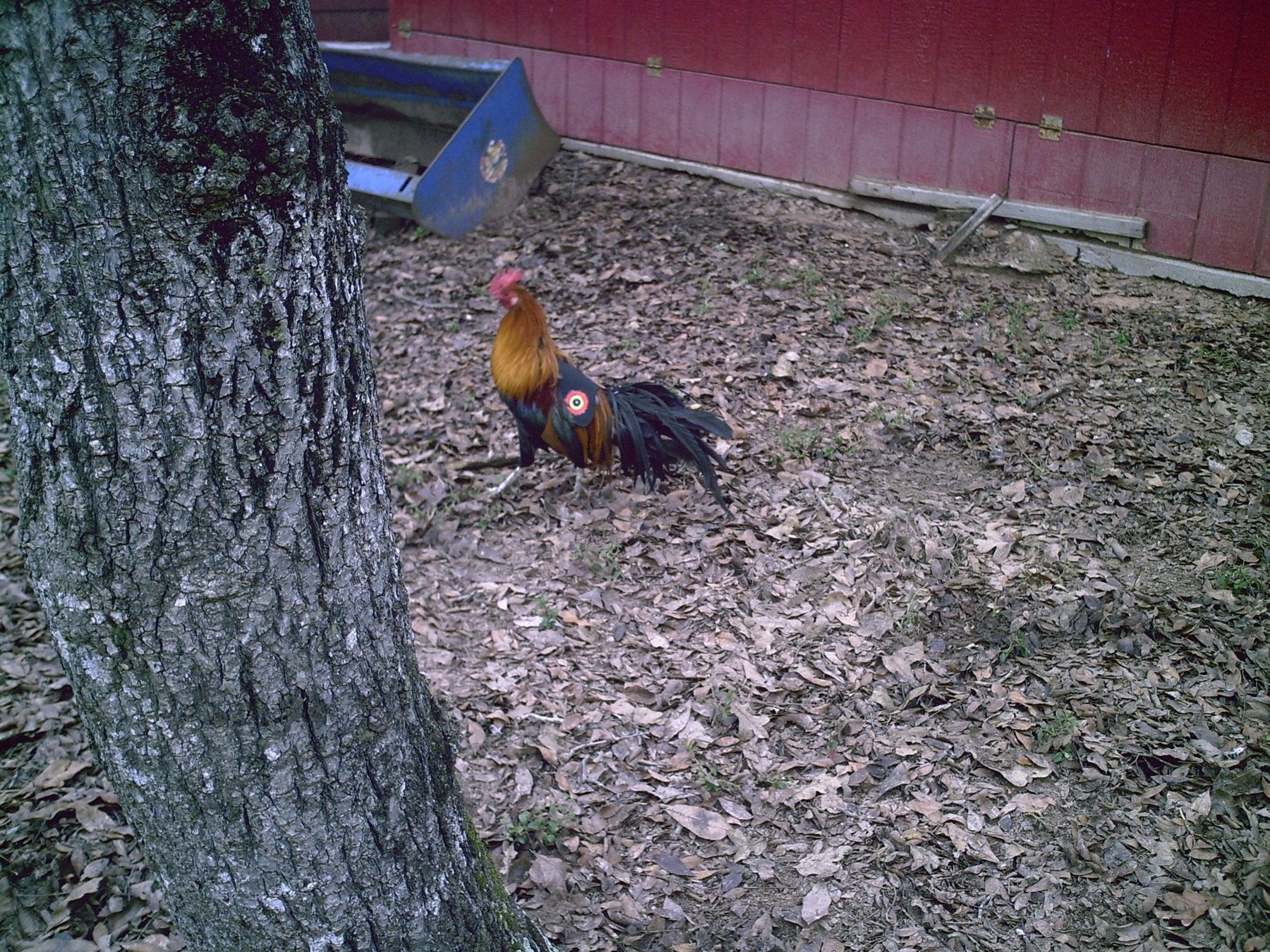 Hen Saver Chicken Saddle by Crazy K Farm, product photo 3 of 79