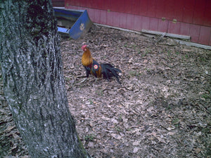 Hen Saver Chicken Saddle by Crazy K Farm, product photo 3 of 79