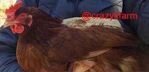 Hen Saver Chicken Saddle by Crazy K Farm, product photo 5 of 79